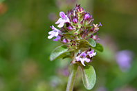 Thymus praecox